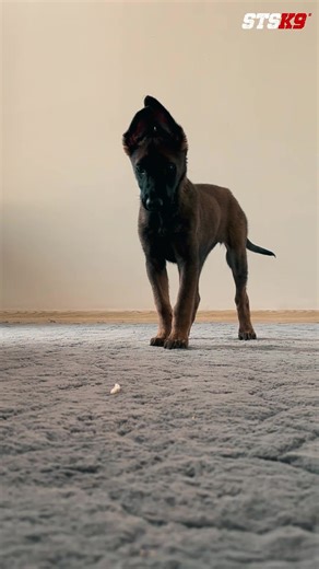 Traditional trainers have pushed forced eye contact for 30 years 🚫 But it actually HURTS your puppy's development THE PROBLEM: • Kills natural energy & engagement 📉 • Fails when real distractions show up • Creates robotic, not genuine focus OUR SOLUTION: LIBERATE TO CONTROL 🔓 Let your dog fully explore what excites them, then become their gateway to it ✨ THIS BUILDS: • Natural engagement that lasts • Unbreakable bonding 🤝 • Rock-solid real-world focus • Lightning-fast handler switches later 