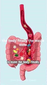 Journey Through the Human Digestive System!