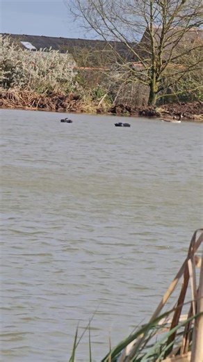Bait boats in carp fishing are a bit like marmite—some anglers swear by them, others swear at them. While their fans cruise bait perfectly into tight spots with military precision, the purists watch from the bank shaking their heads, rods in hand and eyebrows raised. But the real comedy kicks in when a bait boat runs out of juice halfway across the lake, drifting aimlessly like a lost duckling. That’s when the non-users get their popcorn out, offering sarcastic rescue services like, “Shall I get