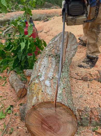 Corte necesario para mejorar la madera con motosierra