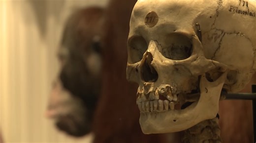 Watch scientists discover the oldest human footprints ever found