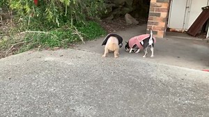 1.5K views · 375 reactions | Amazing......... The concentration required to find possum poop.  | "Paws for Thought" Rescue | Facebook