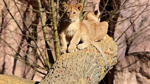 Zoom Gelsenkirchen: Baby-News im Doppelpack! Besucher im siebten Himmel – „Unfassbar niedlich“