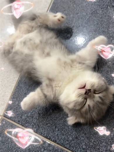 😭 #tiny #cat #cute #sleeping #kitty #fyp