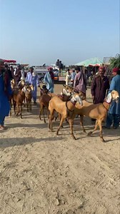 One of my Favourite Goat breed Jattan ❤️ | Nagra Farm