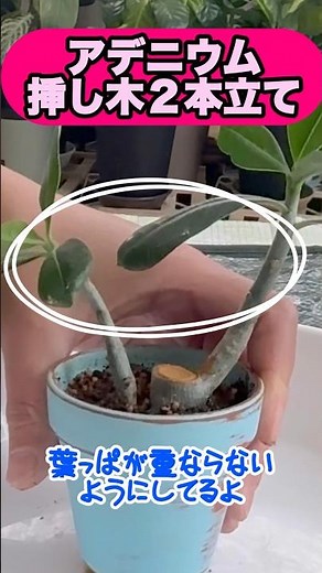 ２本挿す！【アデニウム】#挿し木 #強剪定 #アデニウム #植え方 #挿し芽 #挿し穂 #やってみた #観葉植物初心者#観葉植物 #ボタニカルライフ #鉢植え