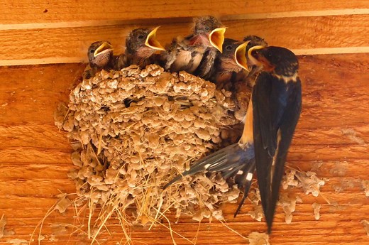 Do Birds Reuse Nests or Live in Nests Year-Round?