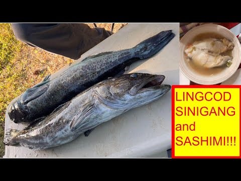 Limit Out on Lingcod at Westport Washington! Catch and Cook Lingcod Sinigang and Sashimi!!!