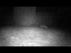 Fox Urinating on Feeding Ground