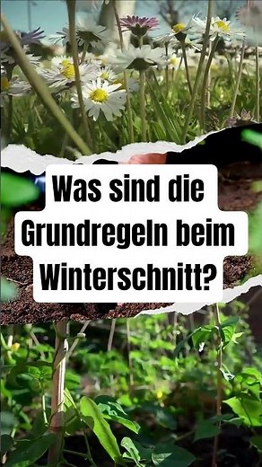 Was sind die Grundregeln beim Winterschnitt?
