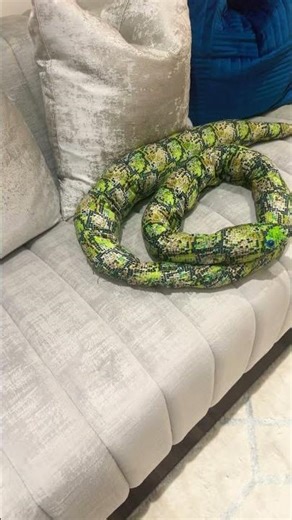 Me and my pet reticulated python are about to go on a road trip