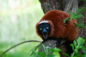 Red ruffed lemur - Alchetron, The Free Social Encyclopedia