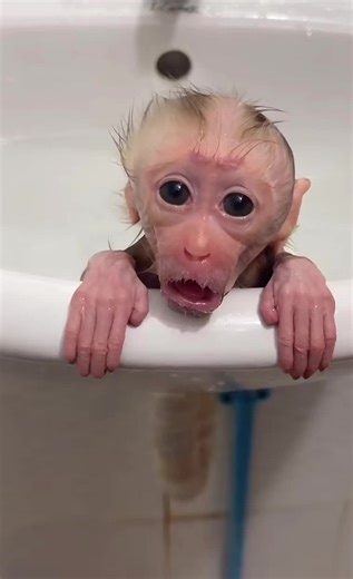 Baby Monkey Learns Patience During Bath Time