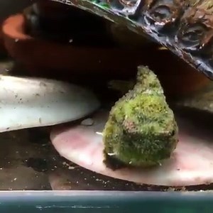 ► Seehase - Eumicrotremus orbis ◄ Eumicrotremus orbis wird umgangssprachlich oft als Seehase bezeichnet. Seehasen sind eine Familie der Groppenverwandten. sie besitzen, ähnlich wie die Schildbäuche eine Saugscheibe, die aus den Bauchflossen gebildet wurde. Mit Hilfe dieser Saugscheibe halten sich die Seehasen an verschiedenen Substraten wie Steinen, Felsen, Algen, Seetang fest, da die plump wirkenden Fische keine guten Schwimmer sind. Im Meer bewohnen diese Fische eine Wassertiefe bis über 570 M