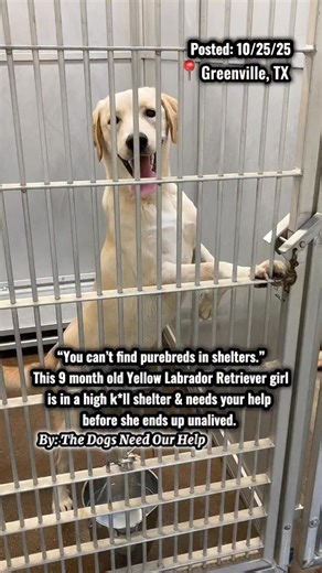 🚨This precious yellow Lab girl puppy needs our help to find her a hero asap. Please help us get her seen & saved! She’s gonna make a great family dog!🥹 This beautiful 9 month old seemingly purebred Labrador Retriever girl was found as a stray in Quinlan & not reclaimed. She’s so so sweet, heartworm negative, 58 lbs, & deserves to find the best family that’ll spoil her for life!! I’m sure she’s dog friendly. She’ll be at risk of being unalived any weekday morning without warning if she gets sic