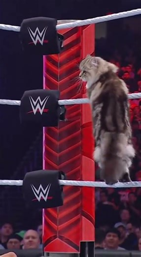 SPEAR! SPEAR! SPEAR! And STILL Champion! 😼🥇 #catwrestling #wwe #wrestling #johncena