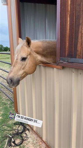 16K views · 1.8K reactions | Why does my mom think it’s funny to make me wait to eat breakfast! | STINGRAY | Facebook