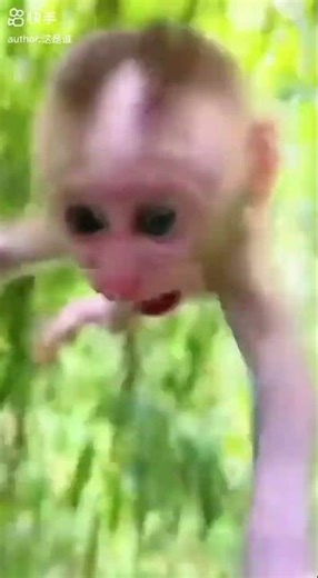 Shocked Macaque: The funniest monkey reaction you’ll see today! #FunnyMonkeys #MacaqueMoments