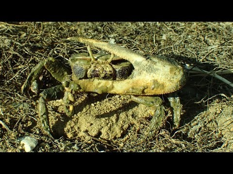 West African Fiddler Crab (Afruca tangeri)
