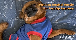 Best Dog Surgical Onesie For Post-Op Recovery: Top 5 Picks