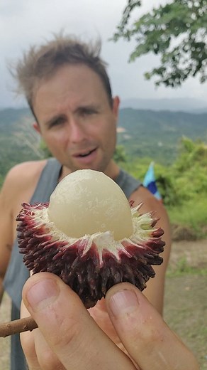 Have you ever tasted Pulusan fruit? Kinda like a normal rambutan. But bigger, sweeter, and juicier! | Jeff Juices