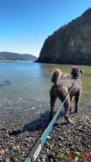 Silver Standard Poodle Adventures in Carmel by the Sea