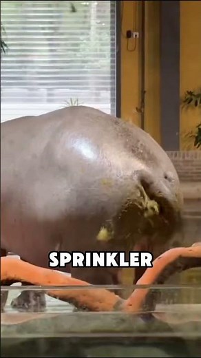 Why Do These Animals Poop So Weirdly? #AnimalFacts #Wildlife