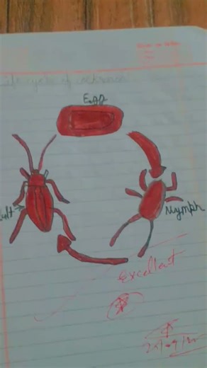 life cycle of cockroach