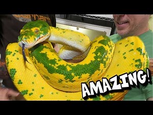 YOU HAVE TO SEE THESE SNAKES!!! AMAZING!!! | BRIAN BARCZYK