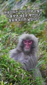 오늘의 운세 25 12 19 #운세 #준비 #미래 #쥐띠 #소띠 #호랑이띠 #토끼띠 #용띠 #뱀띠 #말띠 #양띠 #원숭이띠 #닭띠 #개띠 #돼지띠 #쇼츠플레이-r4d