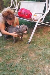 195K views · 1K reactions | French bulldog makes the strangest of sounds  | Animal Lovers | Facebook