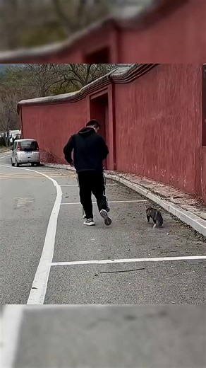 What science cannot explain,explain with love. #shortvideo #animals #amazing #love #cat #healing | Fluffy land Animals