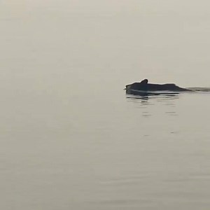 A real life smoky bear. Andy Austin - Photographer caught this black bear swimming to Wild Horse Island on Flathead Lake. | ABC FOX Montana