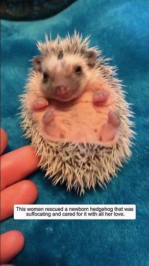 This woman rescued a newborn hedgehog that was suffocating and cared for it with all her love.
