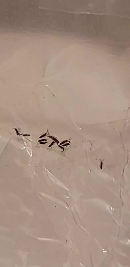 Anyone know how to get rid of springtails????????? #pestcontrol #springtails #help#tiktokdoyourthing