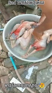 Washing Raw Chickens: A Step-by-Step Guide