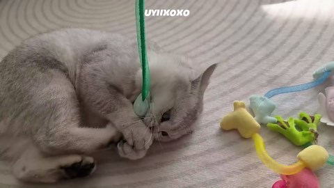 Interactive Cat Toys Set, Silvervine Chew Sticks and Cat Spring Toy, Indoor Catnip Toys for Exercise and Dental Care, for Adult Cats and Kittens (10 Packs)