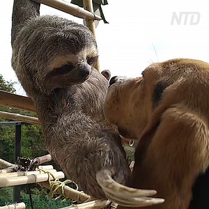 This cute sloth petting a beagle is a good morning start! 🥰 🦥 🐶 Credit: ViralHog | NTD Life
