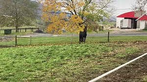 There is nothing better than the wind to your back, the sun in front of you, and your friend beside you. Pictured is 7 month old filly, Windermere’s Cleopatra, sired by Walkerbrae Spartan and out of a daughter of Bentley, Belle Ryan Velvet. She is impatiently waiting to be joined with her buddy, Sloping Meadows Lincoln, a 7 month old colt sired by Bentley. | Windermere Farms