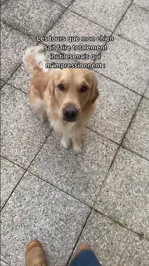 Mon chien connaît l’anatomie humaine par cœur 🤯