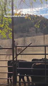 We couldn't have had a prettier day to wean calves and preg checl cows than we had at the Bar V today | Padlock Ranch Company