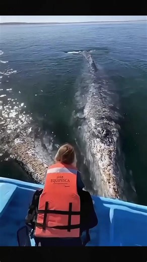 #skarke #tiger-shark #save our oceans #save the sharks #shark attack harm encounter lovers biology harm viral % roll . . :om ..