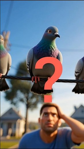 Why Birds Can Sit on Power Lines — Until One Tiny Mistake Changes Everything 😮