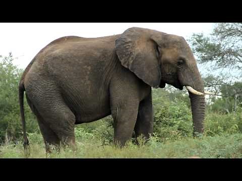 Slow Motion African Elephant Eating Grass, Kruger