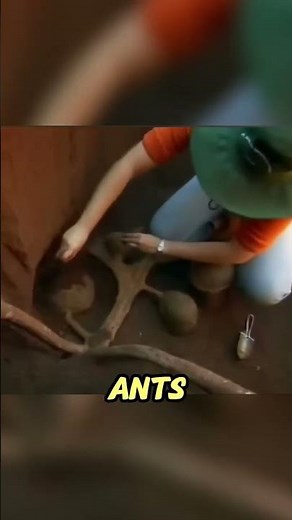 This Massive Ant Colony Will Leave You SPEECHLESS
