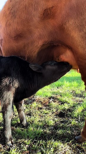 Adorable Baby Cow Nursing Moments | Farm Animals Video