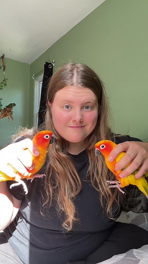 Meet My Chill Pet Birds | Bird Singing & Having Fun Compilation