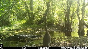 Florida Panther National Wildlife Refuge on Reels