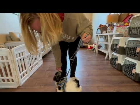 Iceberg the havapoo getting intro to the leash and harness