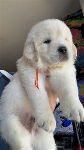 4.5K views · 166 reactions | AVAILABLE PUPPY Orange male Zuma & Kojax...